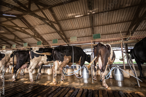 Cows in a dairy farm