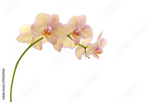 Twig of orchid.  Twig of orchid  isolated on a white background.  