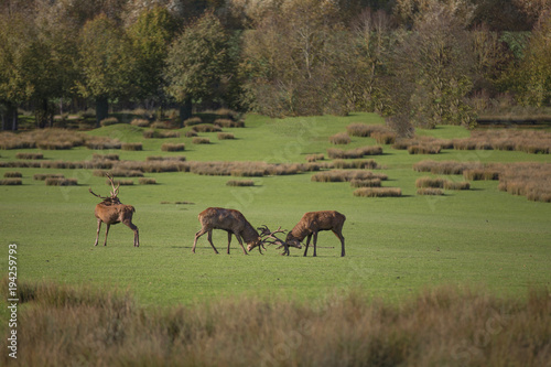 querelle entre cerfs