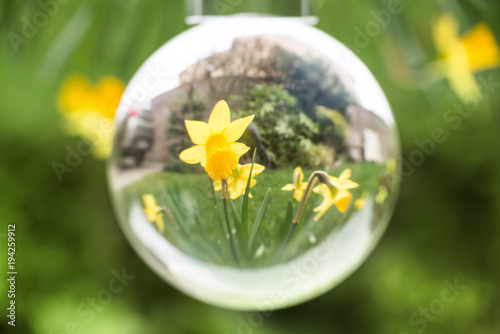Daffodils seen through a glass ball