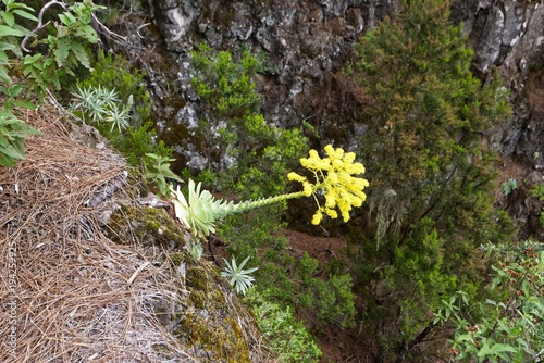 Teneriffa - Aeonium am Órganos-Höhenweg photo