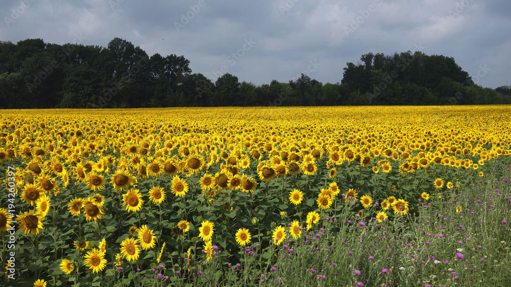 Bright sunflowers field......