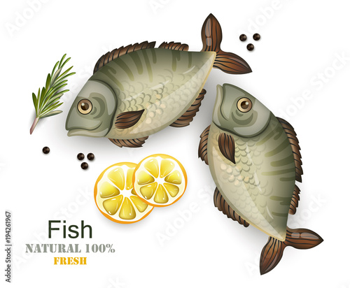 Fresh fish isolated on white vector realistic. 3d illustrations