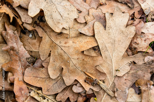 Dry fallen leaves close up