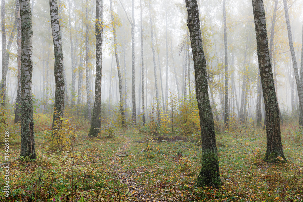 Misty morning in the woods in the fall. Morning, autumn. Birch grove near the city. Misty morning in the woods in the fall. Morning, autumn. Birch grove near the city.