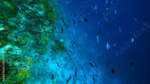 fish swim near the corral underwater