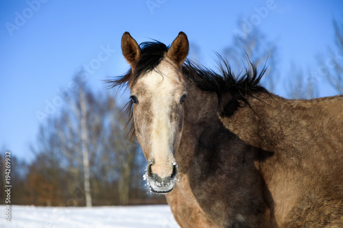 Horse, winter, snow, close-up, meadow, nature