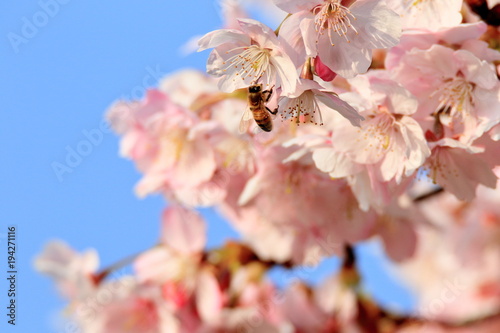 Obraz na płótnie 桜とミツバチ w salonie