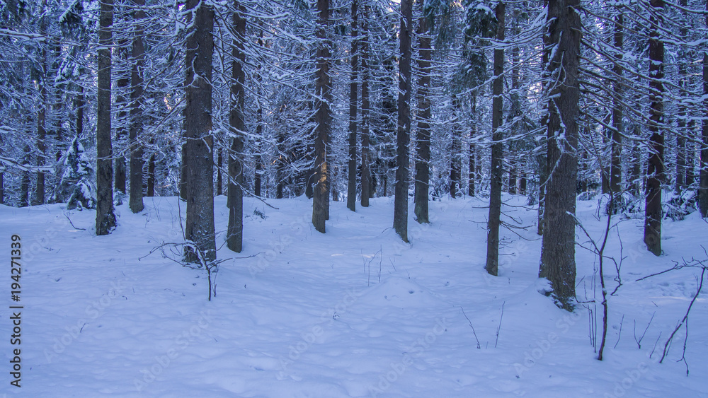 Spruce forest landscape Spruce forest landscape