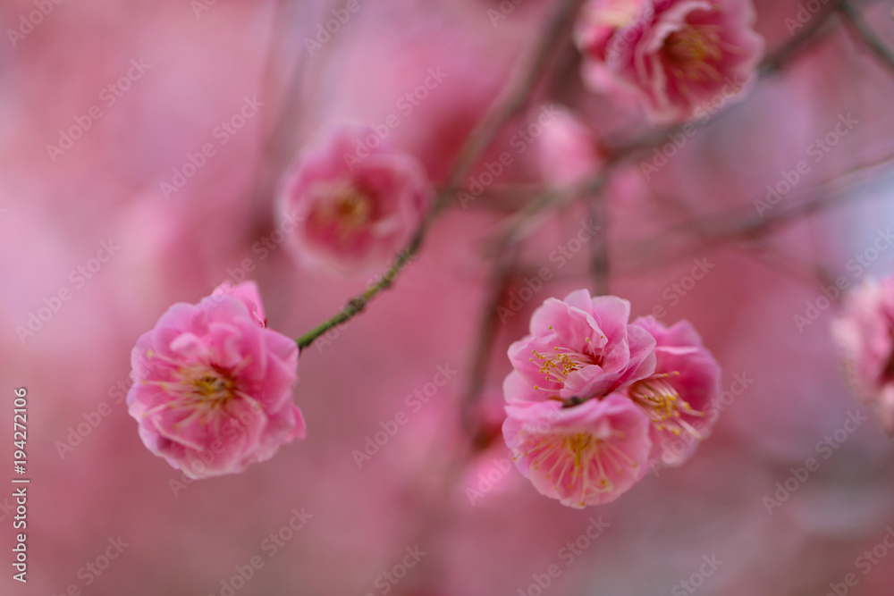 梅の花