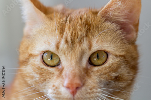 Portrait einer Katze mit rotem Fell vor grauem Hintergrund