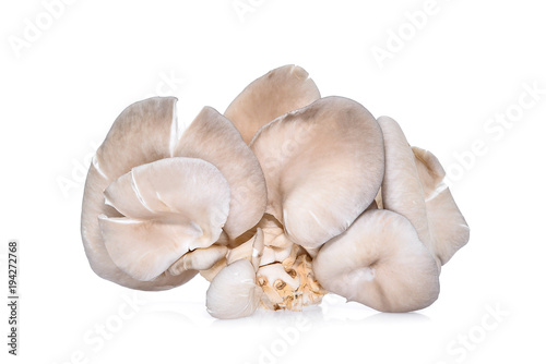 white oyster mushroom isolated on white background