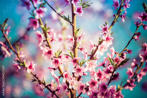 Beautiful blooming peach trees in spring on a Sunny day. Soft focus  natural blur