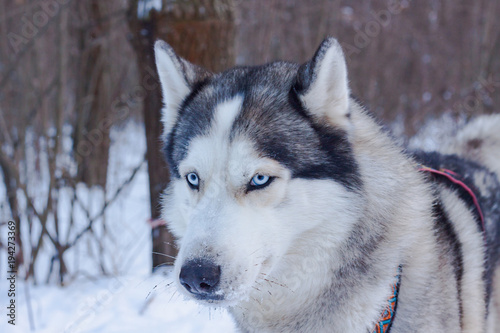 Sledge dogs in snow  race siberian husky dogs in winter forest 