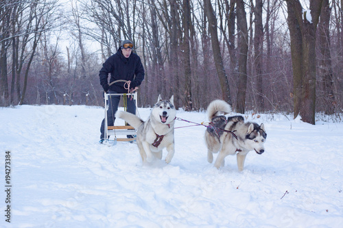 Siberian Husky dogs are pulling a sledge with a man in winter forest 