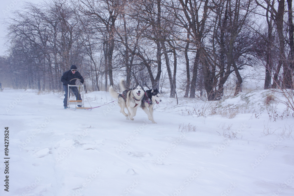 Siberian Husky dogs are pulling a sledge with a man in winter forest 