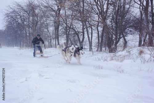 Siberian Husky dogs are pulling a sledge with a man in winter forest 