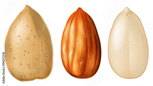 Almond nuts whole and half split. Vector illustration.