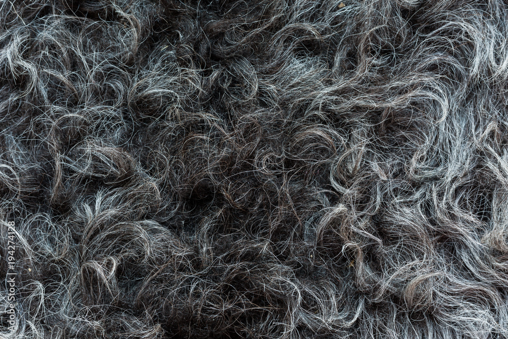 The natural gray hide of the sheep lies beautiful waves of wool. High