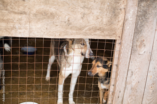 Homeless dogs in the shelter sit in a cage behind bars