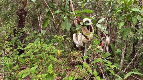 Lemurs sifaka feeding in the forest on Madagascar photo