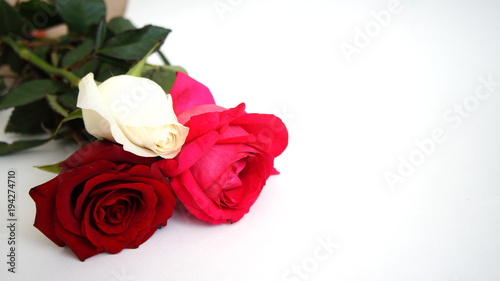 greeting card  White rose  red rose  pink rose on the isolated white background