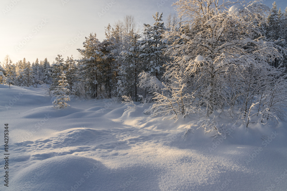 Fototapeta premium The winter in swedish Lapland