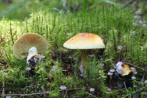 Cortinar webcap mushroom, Cortinarius aureofulvus