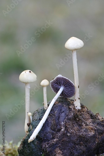 Dung roundhead, also called the halfglobe mushroom, Psilocybe semiglobata photo