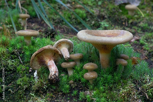 Deadly poisonous mushroom called poison pax, Paxillus involutus