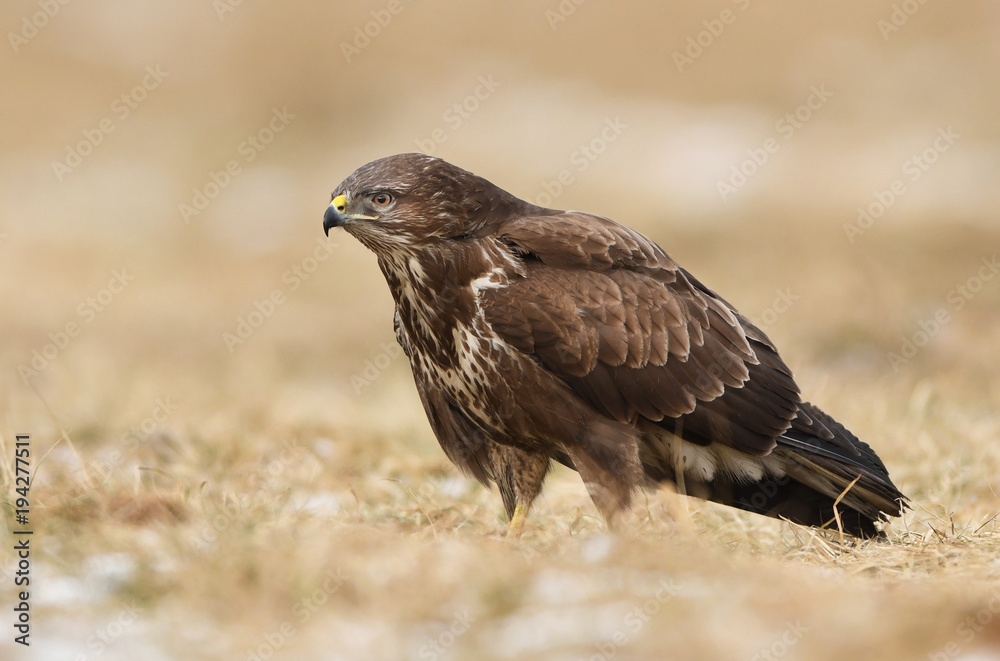 Common buzzard (Buteo buteo) Common buzzard (Buteo buteo)