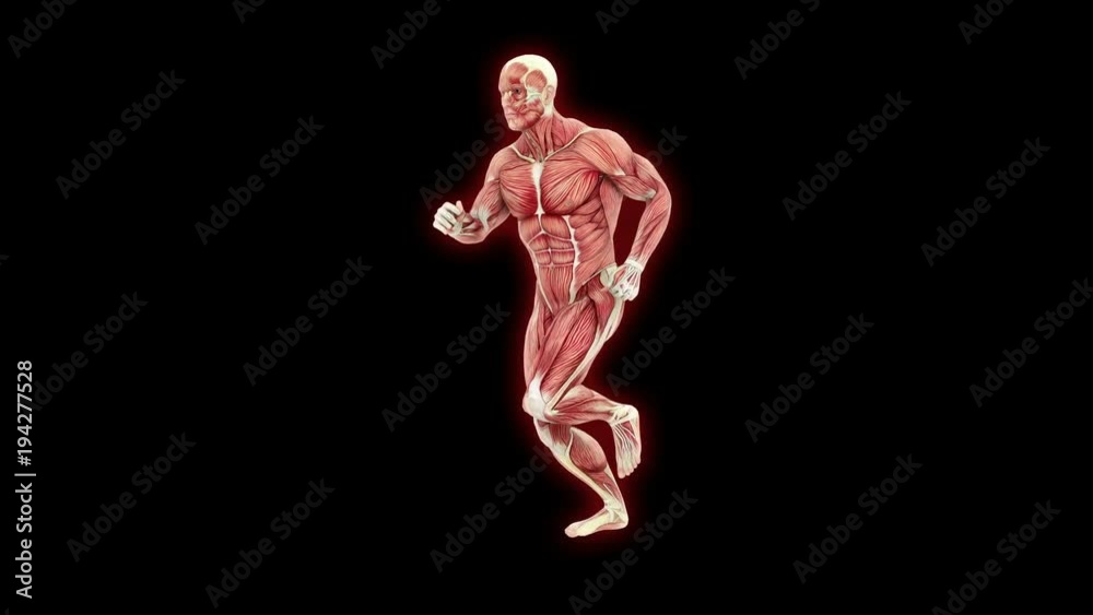 Muscular Man Running Visible Muscles And Tendons Seamless Loop Animation Muscular Man Running Visible Muscles And Tendons Seamless Loop Animation