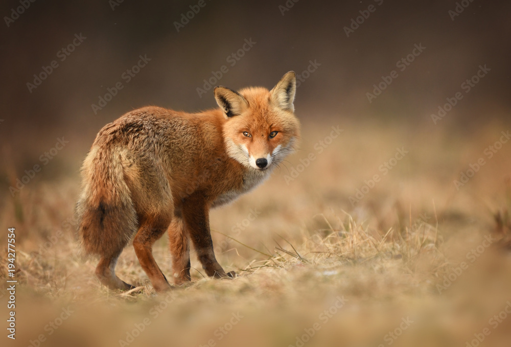 Fox (Vulpes vulpes) Fox (Vulpes vulpes)