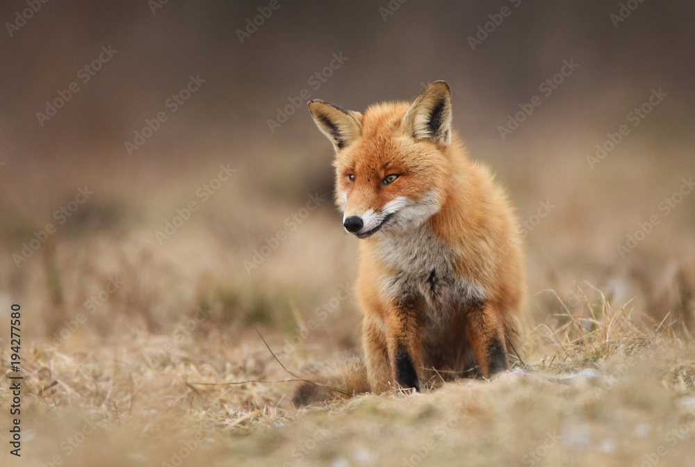 Fox (Vulpes vulpes) Fox (Vulpes vulpes)
