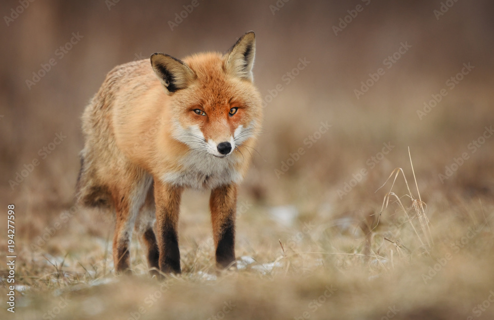 Fox (Vulpes vulpes)