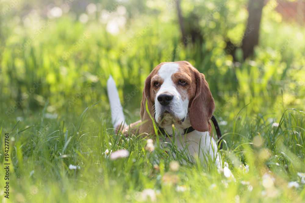 Beagle dog in the summer forest lying on a grass.