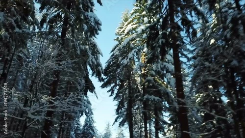 Observing beautiful snowy spruce trees when driving through a forest. It's winter time. Someone is approaching a Celjska koca resort. photo