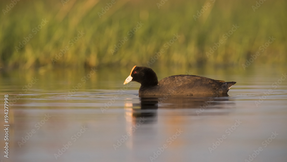 Fototapeta premium white winged coot