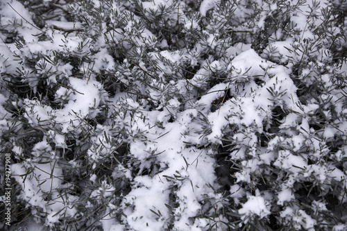 Snowy winter pine © celiafoto