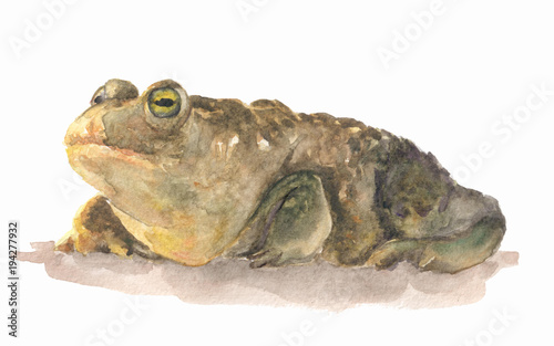 Hand drawn watercolor illustration with toad. Isolated frog on white background