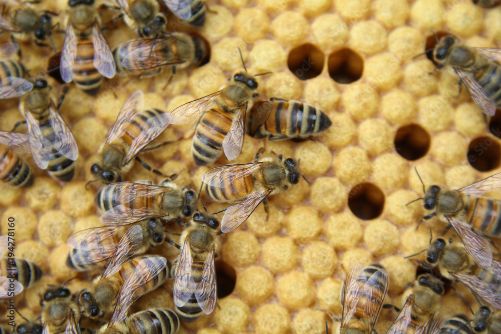 Honeycomb inside the beehive with bees at work. Honeycomb inside the beehive with bees at work.