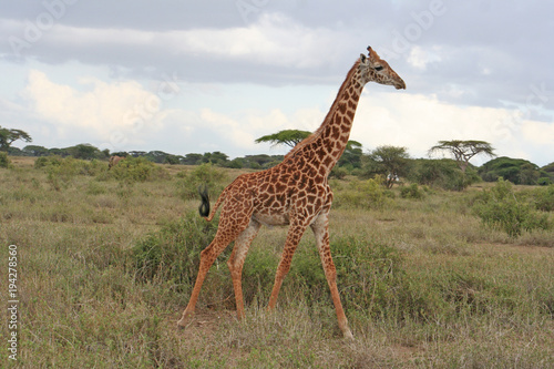 Giraffe im Nationalpark Tsavo East