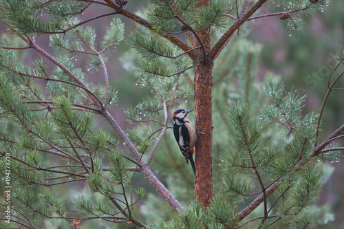 Greater Spotted Woodpecker in Tree
