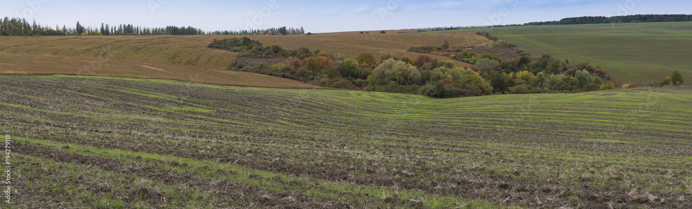 Panorama of agriculture field and a group of trees between the hills in Ukraine