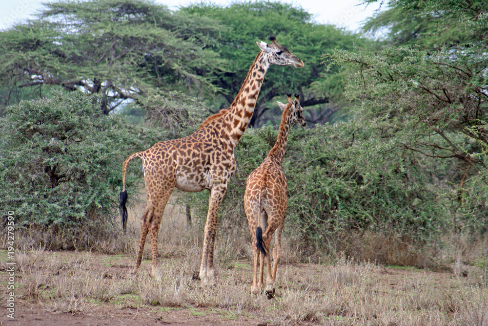 Obraz premium Giraffen vor Büschen