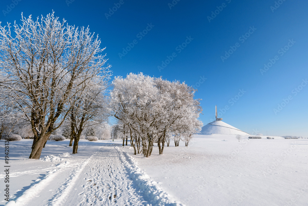 Fototapeta premium Snowy trees in clear weather
