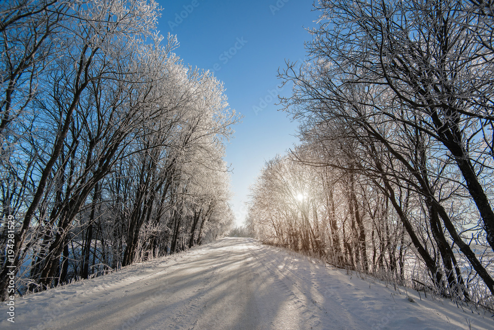 Snowy trees in clear weather Snowy trees in clear weather