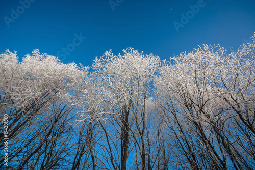 Snowy trees in clear weather