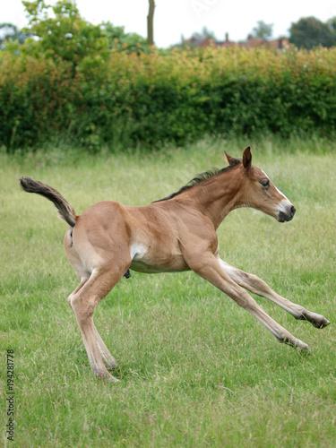 Foal Playing © Nigel Baker