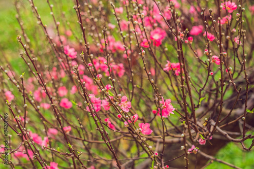 sakura. cherry blossom in springtime, beautiful flowers photo
